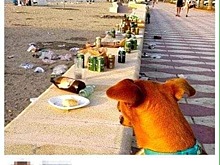 В России вступил в силу запрет приходить на пляж с собакой
