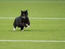 Коты‐футболисты появятся в Петербурге к ЧМ‐2018