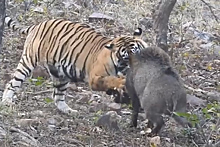 Тигрица вступила в смертельную схватку с кабаном и попала на видео