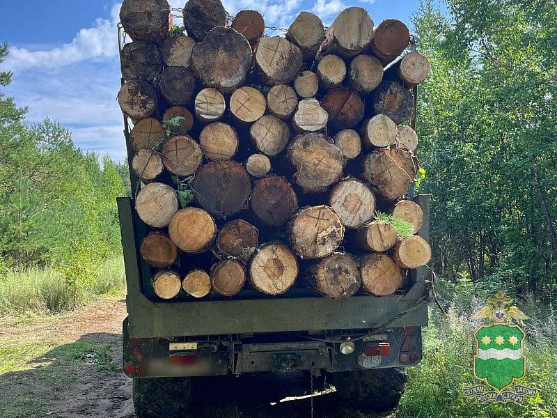 Банда черных лесорубов нарубила леса на 11 миллионов и уголовное дело