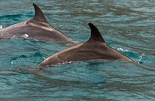 В Севастополе продолжаются поиски ручных дельфинов, выброшенных владельцем в море
