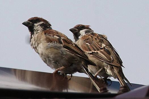 Жители Мордовии приняли участие во Всероссийской переписи воробьев