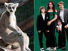 Москвичи взяли под опеку лемуров из Новосибирского зоопарка