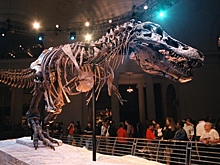 Тираннозавры росли значительно медленнее, чем считалось