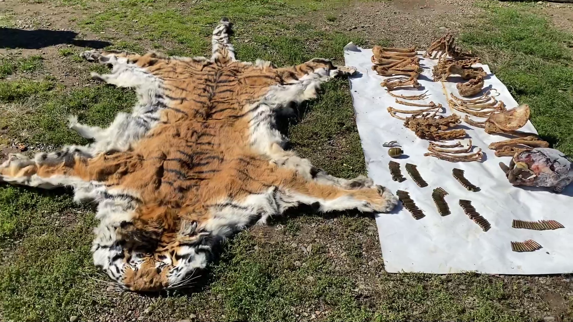 В Приморье возбуждено уголовное дело о незаконной добыче амурского тигра и хранении взрывных устройств