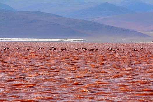 Кровавая лагуна в Боливии