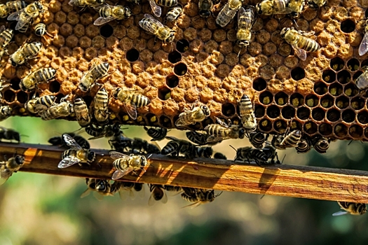 Массовая гибель пчёл зафиксирована в пяти районах Удмуртии