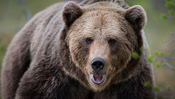 Хабаровские селяне нашли у себя в сарае пьяную медведицу