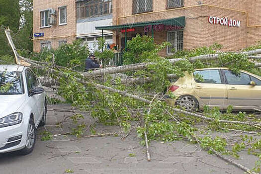 РИА Новости: сильный ветер повалил 11 деревьев в Москве