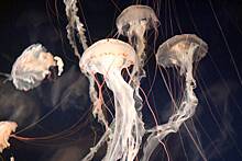 Ученые узнали, как крошечные морские рачки охотятся на медуз