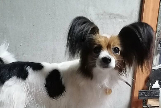 Из-за побега собаки Шуры уволили начальника поезда