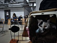Как кот оказался в приюте из-за того, что был слишком ласковым