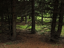 На севере Омской области два молодых лося сами приблизились к людям (видео)