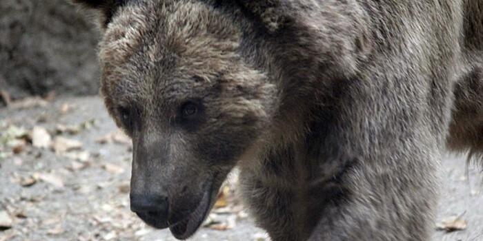 «Старался в глаза ей не смотреть»: житель Приморья рассказал о неожиданной встрече с медведицей в лесу