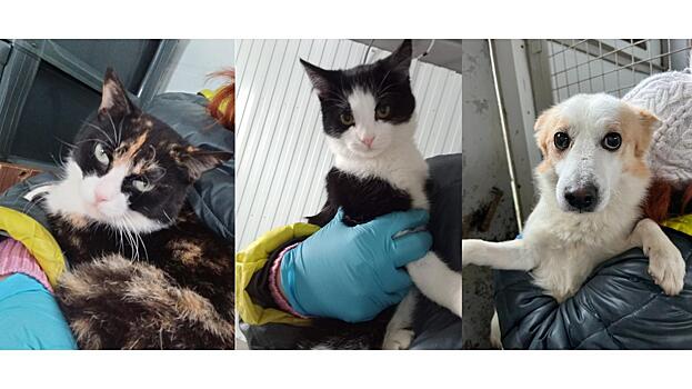 Бимка, Мурочка и Фунтик ищут любящих хозяев