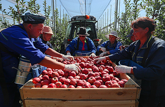 Яблочные хозяйства просят Минпромторг встречать плоды не по внешнему виду