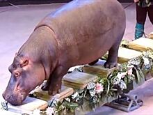 Бегемотиха и шимпанзе. В Ставрополе стартовало новогоднее шоу «Бинго-Бонго»