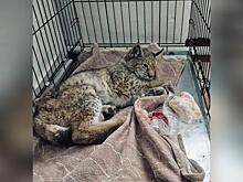 Рысь пришла в село Акша