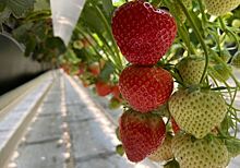 Имидж Ставрополья на мировом рынке сельхозпродукции укрепят «красными бриллиантами»