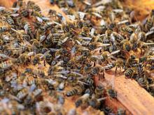 Водитель насмерть сбил пешехода из-за сбежавших пчел