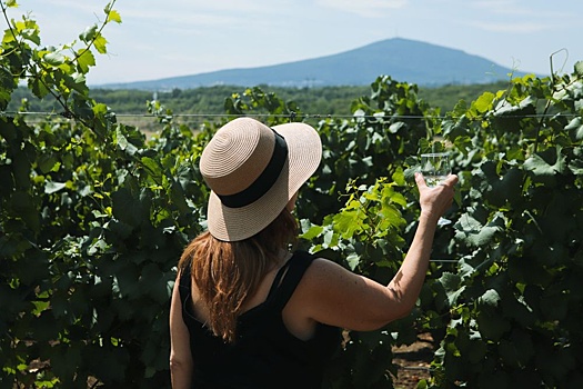 Эксперты ожидают, что в 2026 году спрос на винный туризм в РФ продолжит расти