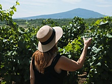 Эксперты ожидают, что в 2026 году спрос на винный туризм в РФ продолжит расти