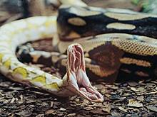 Огромный питон захватил банкомат и напугал прохожего