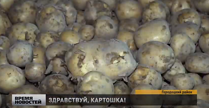 Городецкие фермеры начали сбор картофеля