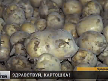 Городецкие фермеры начали сбор картофеля