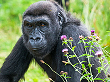 Самец гориллы оказался самкой