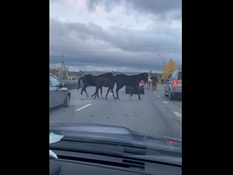 В Красноярске движение автомобилей перекрыл табун лошадей