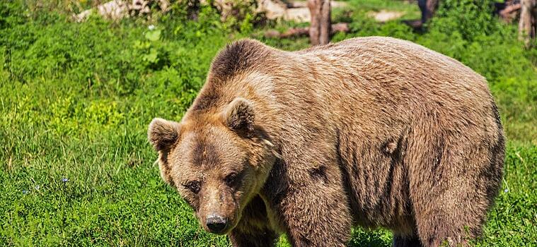 Медведь в Комсомольске утащил покойника из могилы