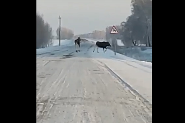 Два лося перешли дорогу по своему знаку под Новосибирском