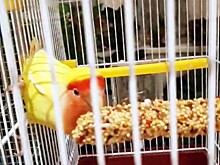 Хозяин, отзовись! В Раменках нашли попугая неразлучника