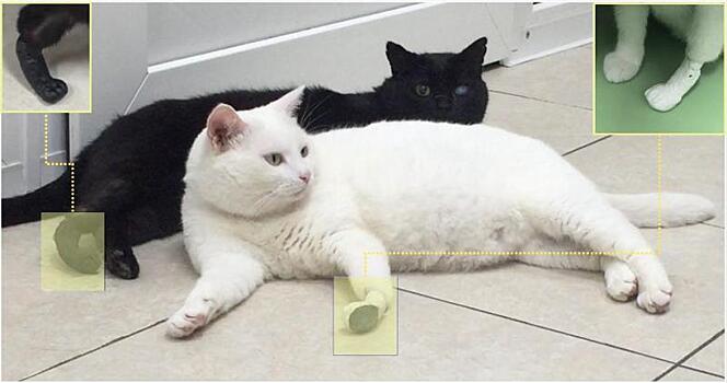 Уникальные протезы для кошек разработали томские ученые