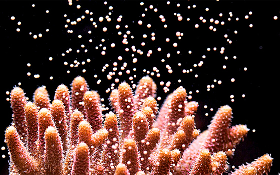 Личинки кораллов перестают двигаться в темноте