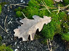 В Самарской области 23 ноября ожидается дождь и туман