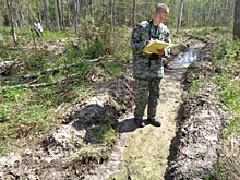 До конца года в лесах региона будет высажено 7,5 миллиона деревьев