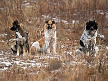 В Хабаровском крае выплатят 1 млн девочке, пострадавшей от нападения собак