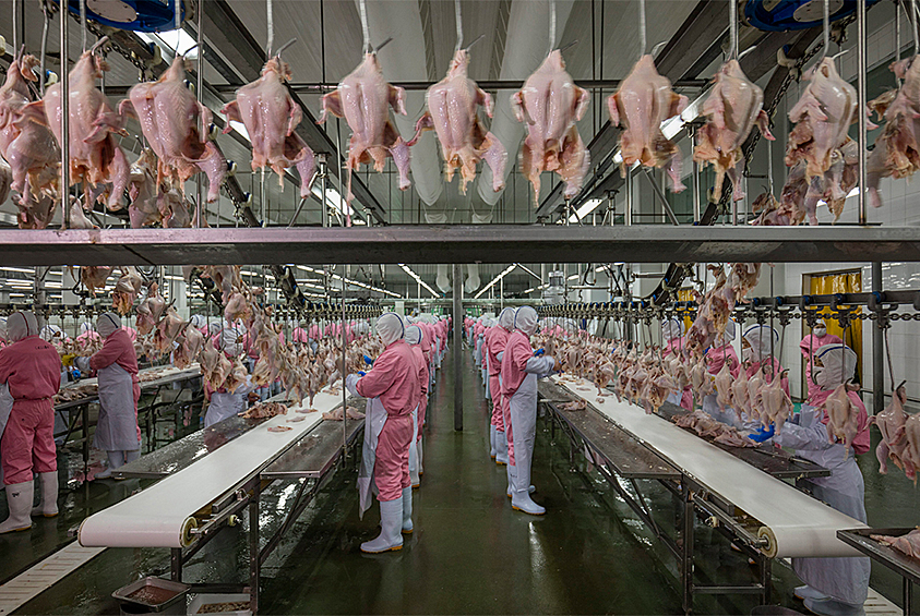 Из серии «Большая еда». Фотопроект для журнала National Geographic посвящен пищевым производствам. Джордж Стейнмец уверен, что у людей есть естественное право знать происхождение продуктов. 