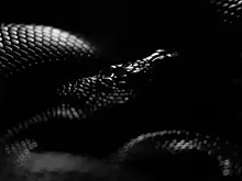 Юристы: за содержание запрещенных животных дома может грозить до 100 тыс. рублей штрафа