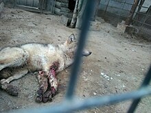 Правительство Омской области ведет прямую трансляцию из Большереченскоо зоопарка