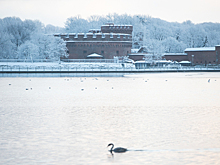 Калининградка погасила долг в 350 тысяч за лечение диких животных