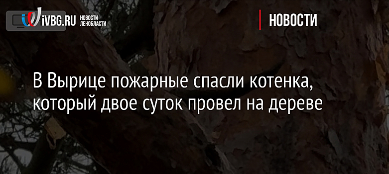 В Вырице пожарные спасли котенка, который двое суток провел на дереве