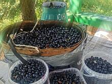 Точки роста российских ягодных дикоросов в замороженной продукции и полезных биодобавках