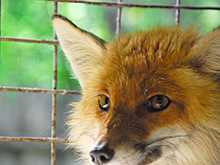 Лисицы стали чаще приходить в деревни Кизнерского района из-за тёплой зимы