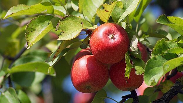 Ученые научились восстанавливать яблоко по срезу