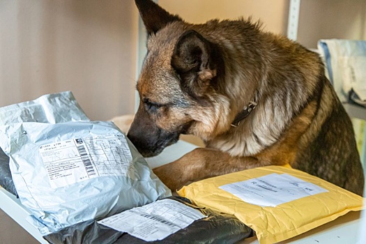 В Кольцово служебная собака нашла у пассажира незадекларированные 11 млн рублей