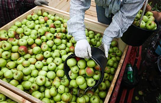 Россельхознадзор объяснил запрет яблок из Белоруссии