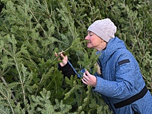 Роспотребнадзор: Покупать живую елку на Новый год лучше в 20-х числах декабря